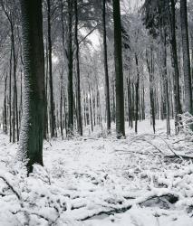 Berlintapete No. 3711 | Snow Forest - 1