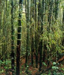 Изображение продукта Berlintapete No. 3859 | Bambus Panorama