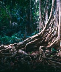 Изображение продукта Berlintapete No. 3874 | Large Root