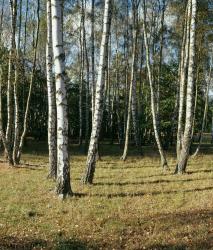 Изображение продукта Berlintapete No. 4377 | Birkenwaldchen