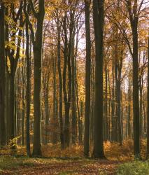 Berlintapete No. 5151 | Autumn Forest - 1
