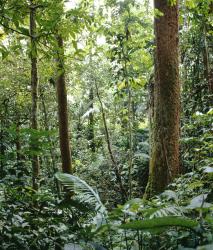 Изображение продукта Berlintapete No. 5244 | Rainforest