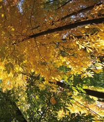 Изображение продукта Berlintapete No. 6001 | High View