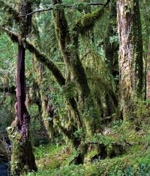 Изображение продукта Berlintapete No. 6248 | Old forest