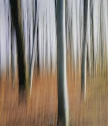 Изображение продукта Berlintapete No. 6582 | Abstract forest
