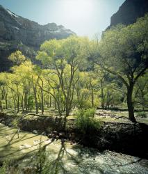 Изображение продукта Berlintapete No. 6695 | Zion Canyon