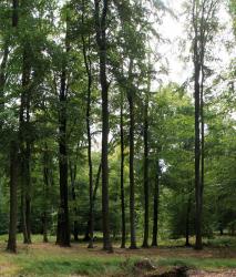 Изображение продукта Berlintapete No. 6817 | German Wood