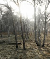 Изображение продукта Berlintapete No. 6821 | Westbeach